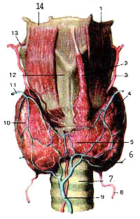 Анатомия щитовидной железы.